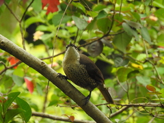Ptiloris paradiseus