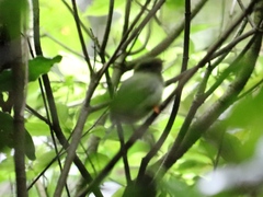 Chiroxiphia linearis