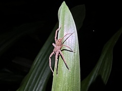Cupiennius coccineus