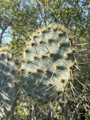 Opuntia alta