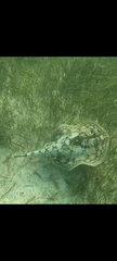 Urobatis jamaicensis