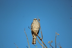 Ictinia mississippiensis