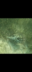Urobatis jamaicensis