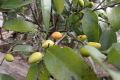 Diospyros sandwicensis