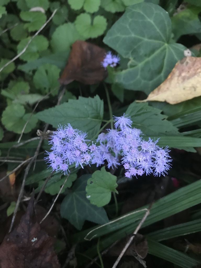 blue mistflower from Bal Harbor Dr, Chattanooga, TN, US on September 13