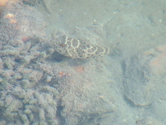 Sphoeroides testudineus