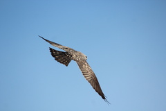 Ictinia mississippiensis