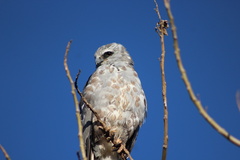 Ictinia mississippiensis