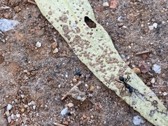 Myrmophyma