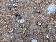 Myrmophyma