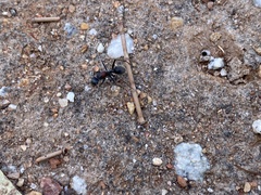 Myrmophyma