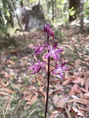 Dipodium punctatum