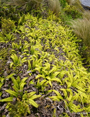 Blechnum durum