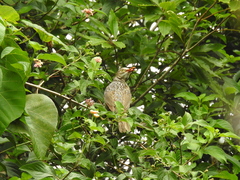 Sericulus chrysocephalus