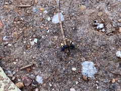 Myrmophyma