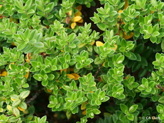 Veronica elliptica