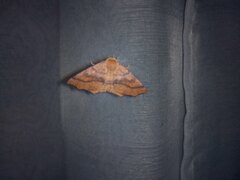 Tetracis jubararia