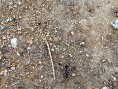 Myrmophyma