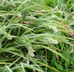Poa foliosa