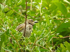 Sericulus chrysocephalus