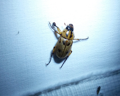 Cyclocephala amazona