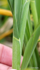Poa foliosa