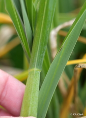 Poa foliosa