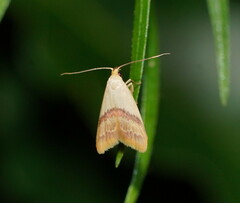 Hapaloteucha paragramma