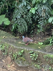 Zentrygon costaricensis