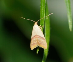 Hapaloteucha paragramma