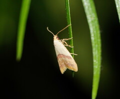 Hapaloteucha paragramma