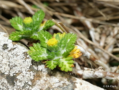 Leptinella