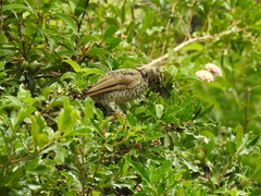 Sericulus chrysocephalus