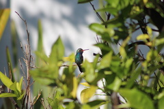 Cynanthus latirostris