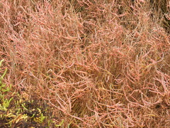 Salicornia pacifica