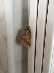 Pseudodirphia catarinensis