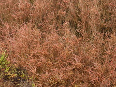Salicornia pacifica