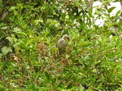 Sericulus chrysocephalus