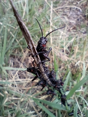 Chromacris speciosa