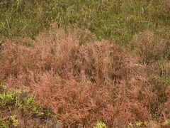 Salicornia pacifica