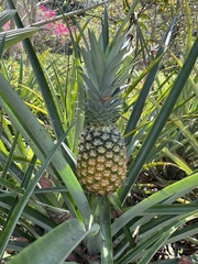 Ananas comosus image