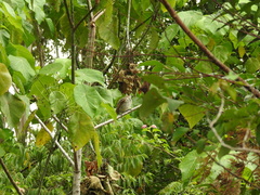 Sericulus chrysocephalus