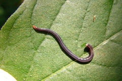 Caenoplana coerulea