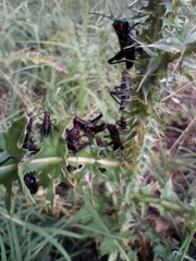 Chromacris speciosa