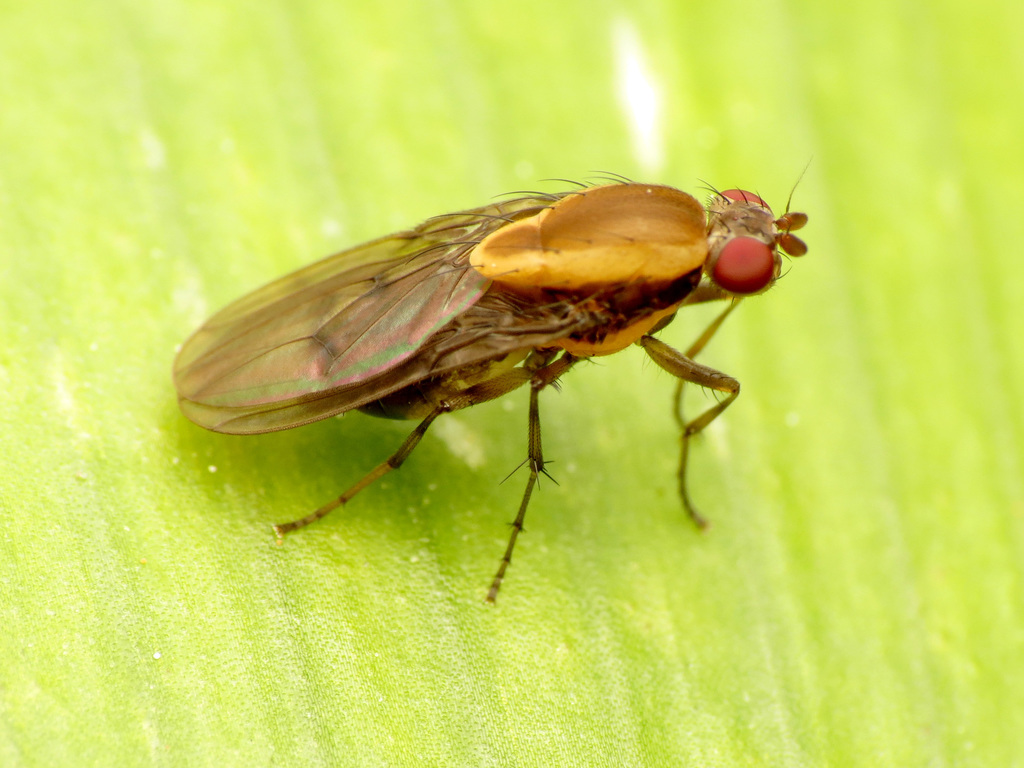 Heleomyzid Flies