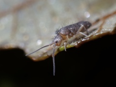 Tomoceridae