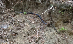 Spilotes pullatus
