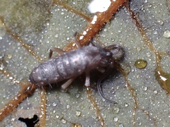 Tomoceridae