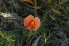 Gompholobium ecostatum