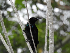 Ptiloris paradiseus